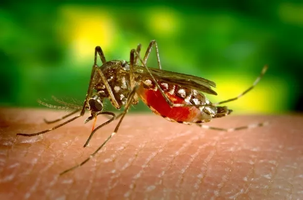 Doi pacienţi din judeţ, găsiţi cu virusul West Nile!