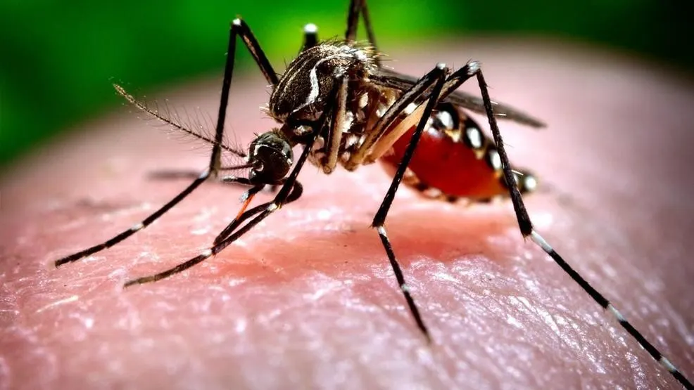 Un MORT, în Iaşi, din cauza virusului West Nile!