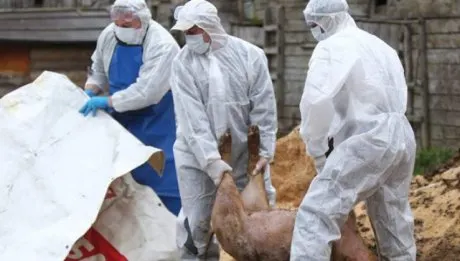 Focar de pestă porcină africană, descoperit în județ