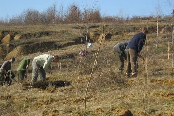 Proiect de împădurire de peste 5 milioane lei, în județul Iași
