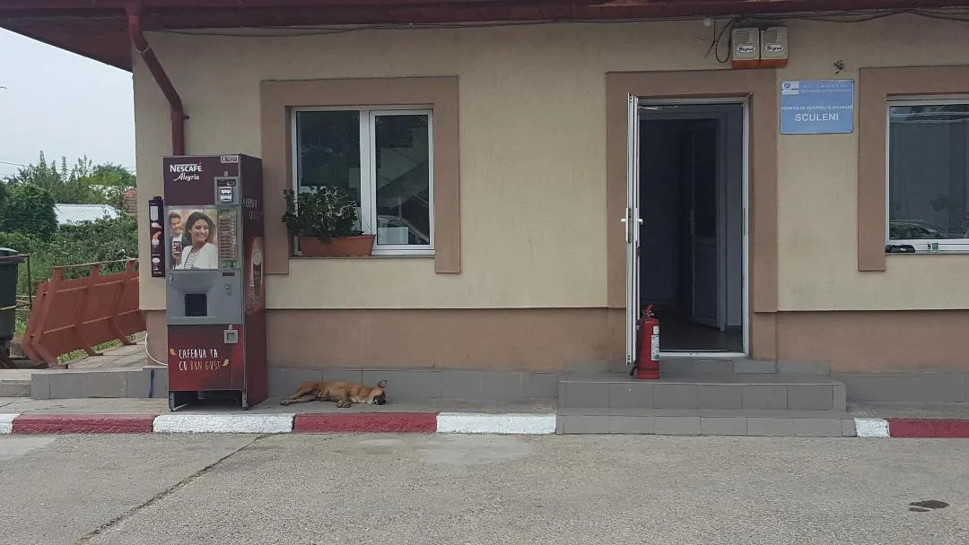 GALERIE FOTO: Prefectul de Iaşi, verificări cu privire la câini fără stăpân!