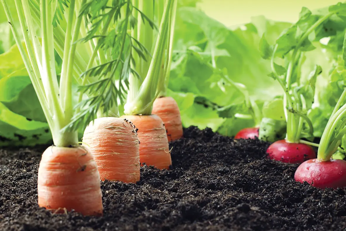 Proiect european pentru agricultură ecologică, la Iaşi