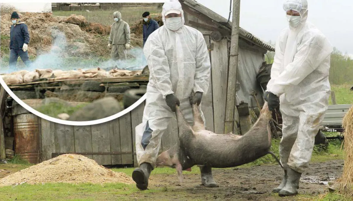 Caz de pestă porcină în comuna ieșeană Probota