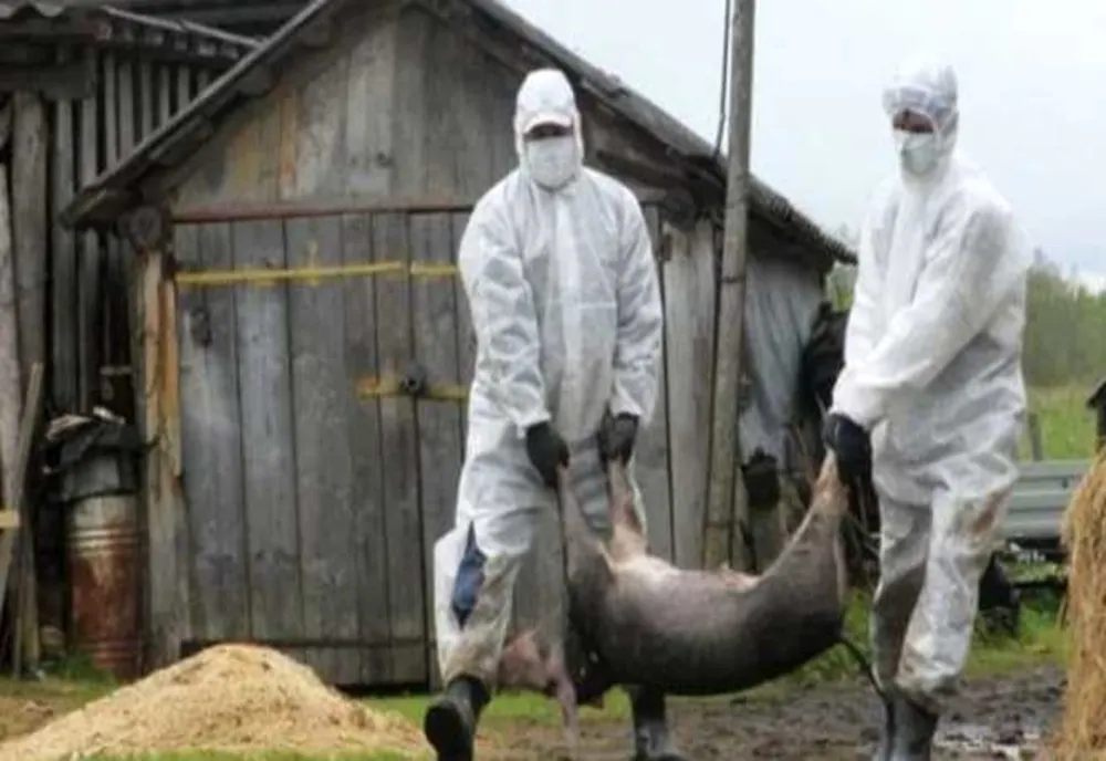 Din păcate, s-a confirmat! Pestă porcină africană în două localități de lângă municipiul Iaşi