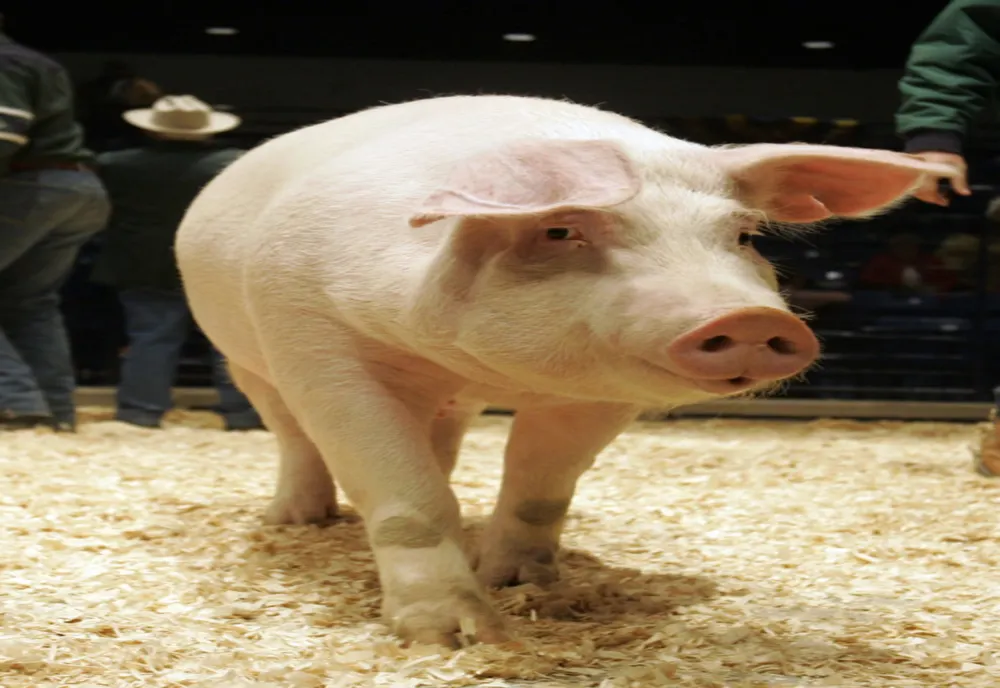 Încă un focar de pestă porcină în Iași