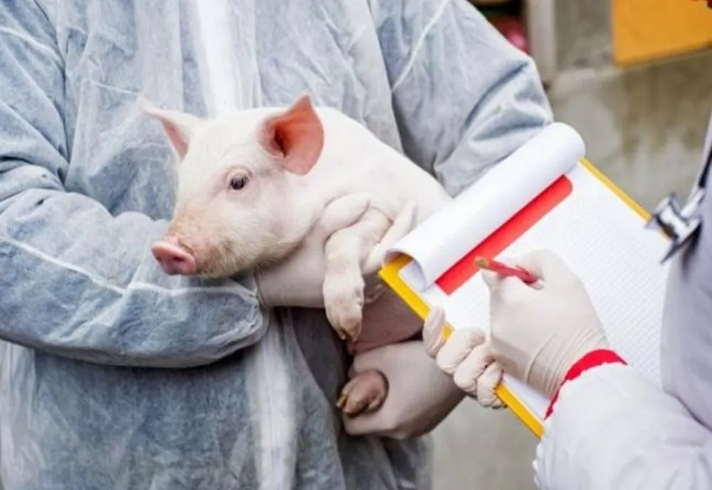 Un nou caz de pestă porcină într-o localitate ieșeană