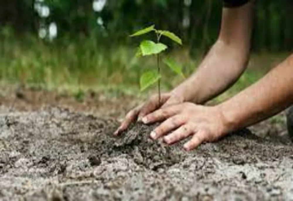 Planul de plantări primăvară - toamnă 2021
