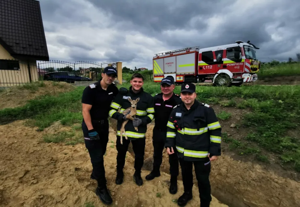 Pui de căprioară salvat de pompierii ieșeni  - VIDEO 