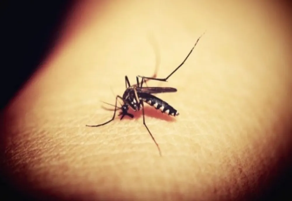 Iași. Primul pacient infectat cu virusul West Nile