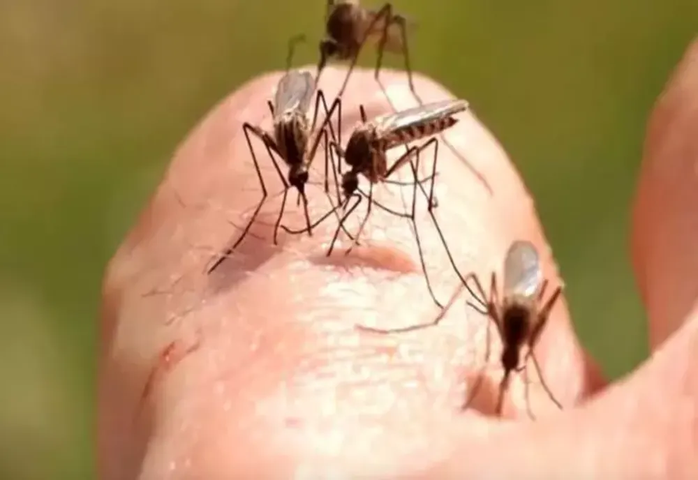 Care este grupa de sânge care atrage ţânţarii ca magnetul