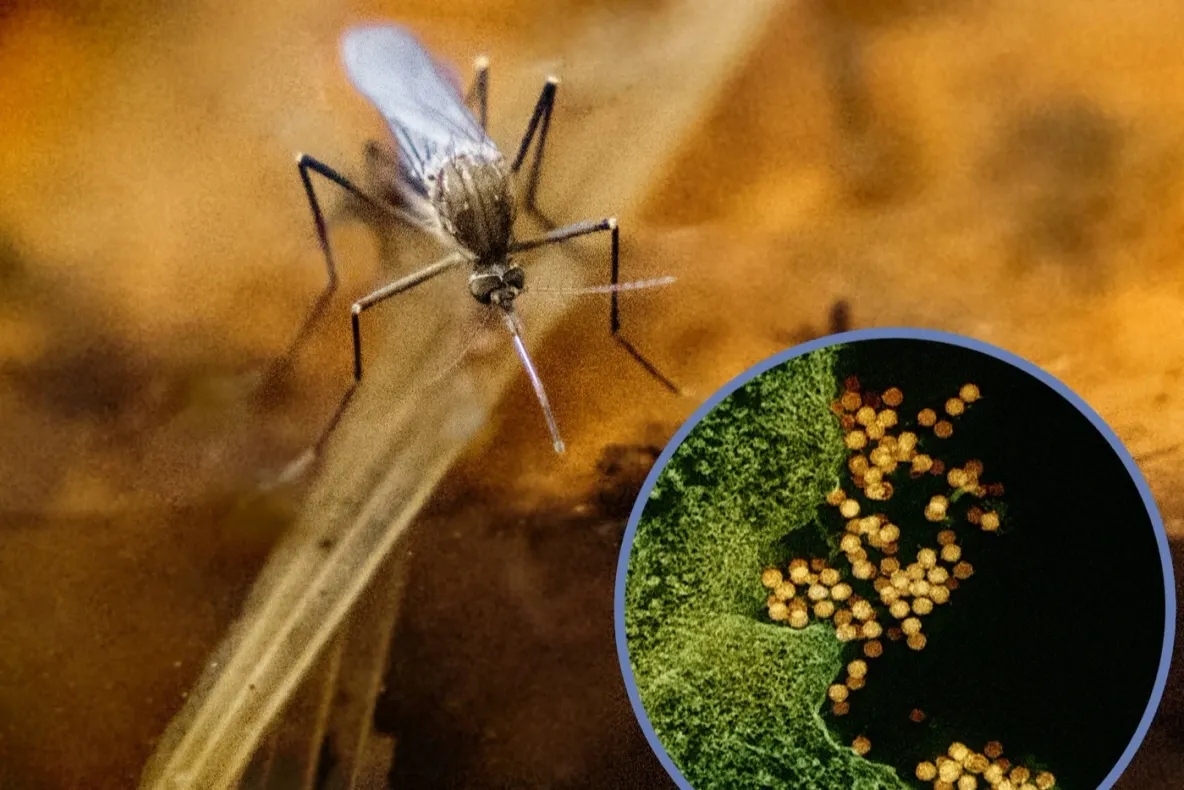 INSP: 2 cazuri de infecție cu virusul West Nile, confirmate în județul Iași în 2026