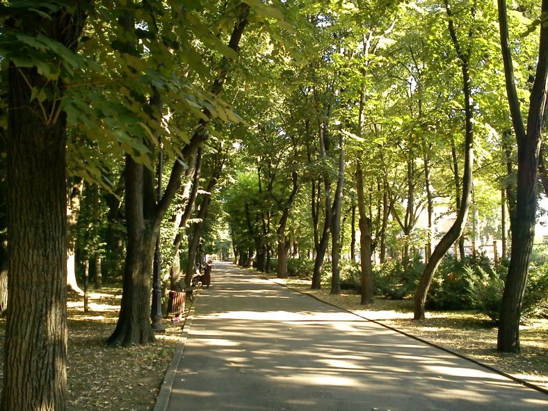 Primăria Iași a decis să taie aproape 100 de copaci