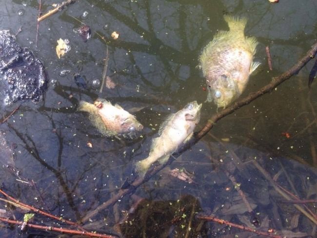 Un iaz din Iași, poluat cu cianuri