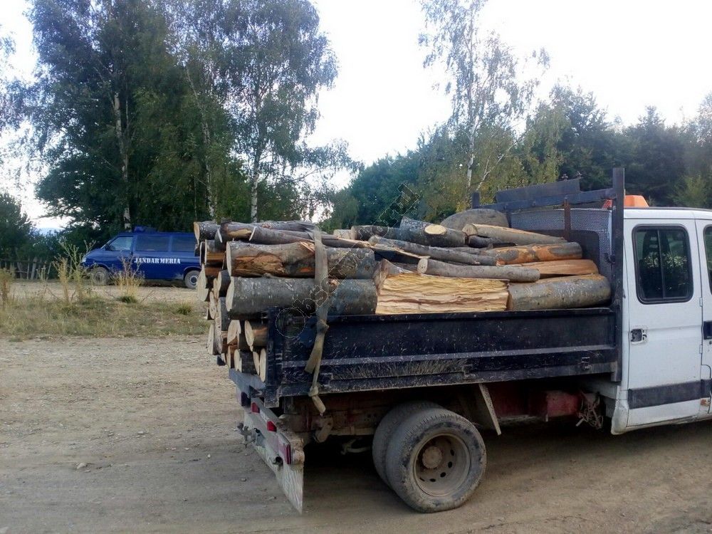 Pensionar, anchetat din cauza unor... arbori