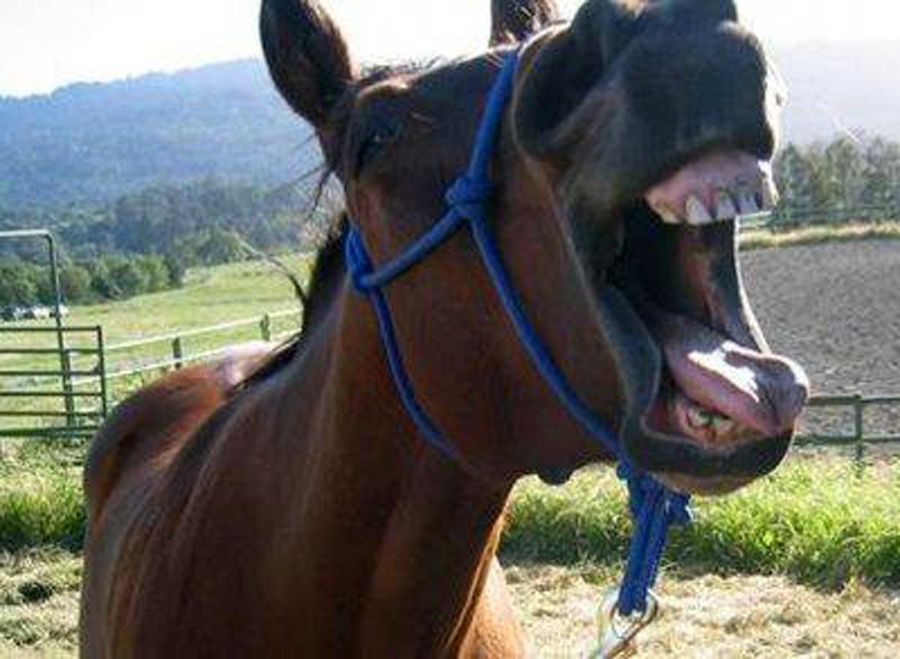 În stare GRAVĂ, la spital, după ce a fost ATACAT de un cal!