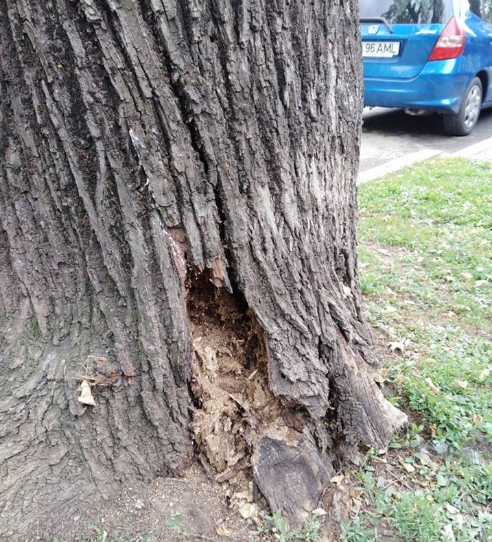 Primăria a anunțat toaletarea mai multor copaci din oraș