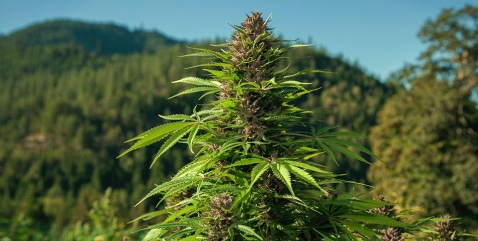 Arestat la domiciliu din cauza canabisului