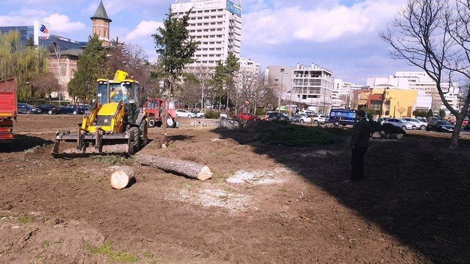 Primăria Iași a pus la pământ brazii din fața Palatului. Cum se scuză Chirica (FOTO - VIDEO)