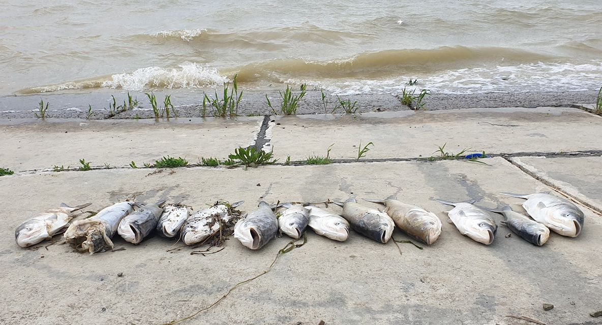 Pești morți în lacul Tansa-Belcești