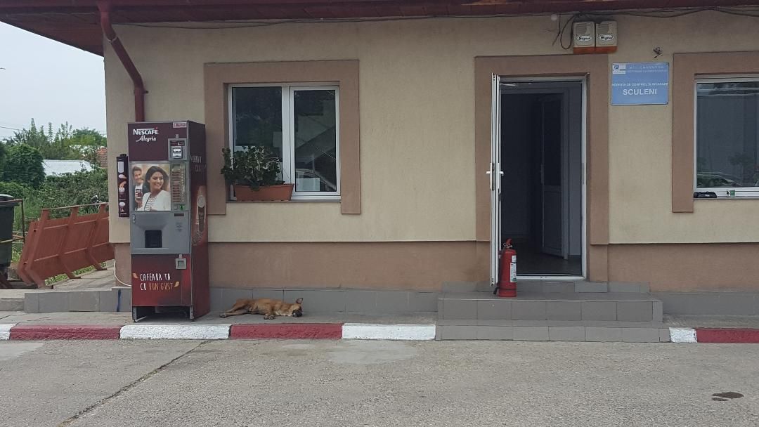 GALERIE FOTO: Prefectul de Iaşi, verificări cu privire la câini fără stăpân!