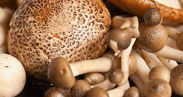 Expoziție de ciuperci comestibile și toxice, la Grădina botanică