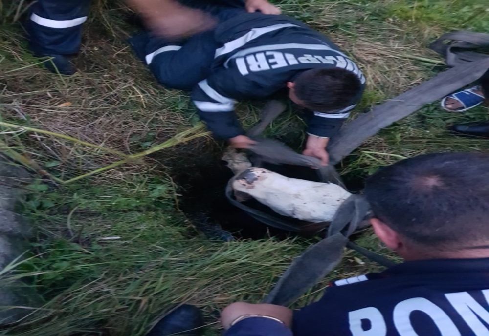 Vacă blocată într-un canal, salvată de pompieri