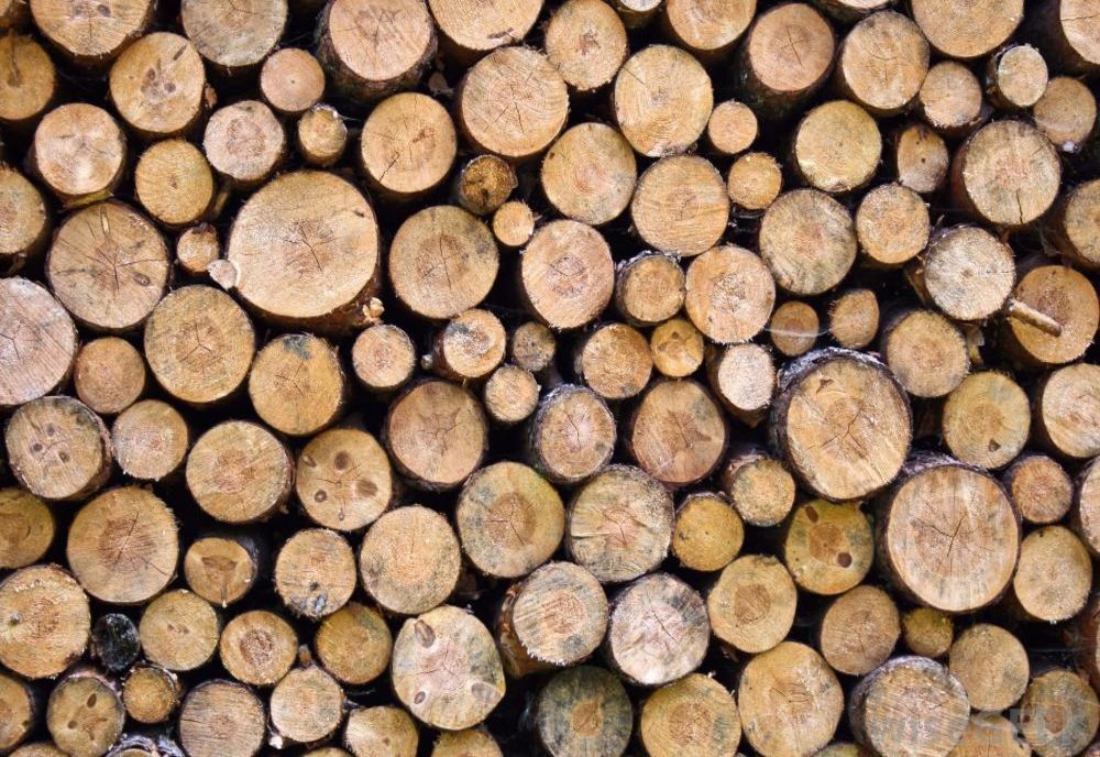 Pus la plată din cauza lemnelor 