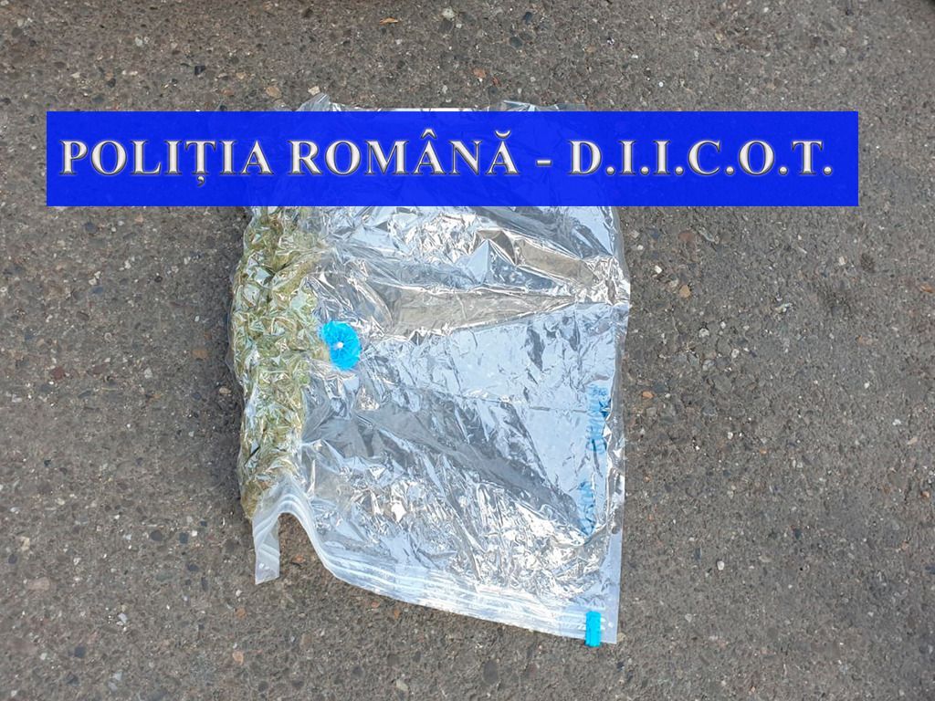 Lovitură dată de DIICOT Iași traficanților de droguri: 100 de kilograme de marijuana