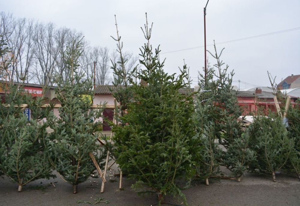 Prins vânzând brazi fără a respecta condițiile legale