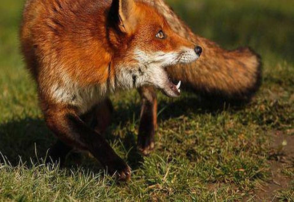 La un pas de moarte după ce a fost mușcată de vulpe!