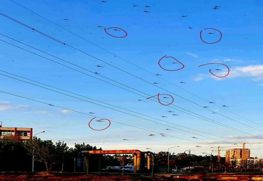 Semnal de alarmă tras de un profesor ieșean: A început să investigheze cazul apariției unor „țânțari mutanți”! - FOTO