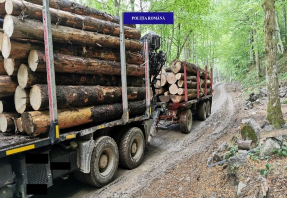 Peste 4.000 de dosare penale pentru infracțiuni silvice și amenzi de peste 13 milioane de lei