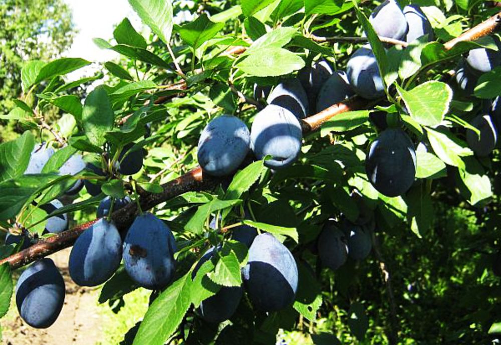 Au cules 400 de kilograme de prune pentru a le fura! Au fost surprinși de proprietar