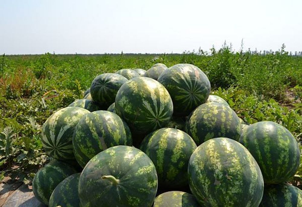 S-au ales cu dosare penale după ce au furat câteva sute de kilograme de pepeni