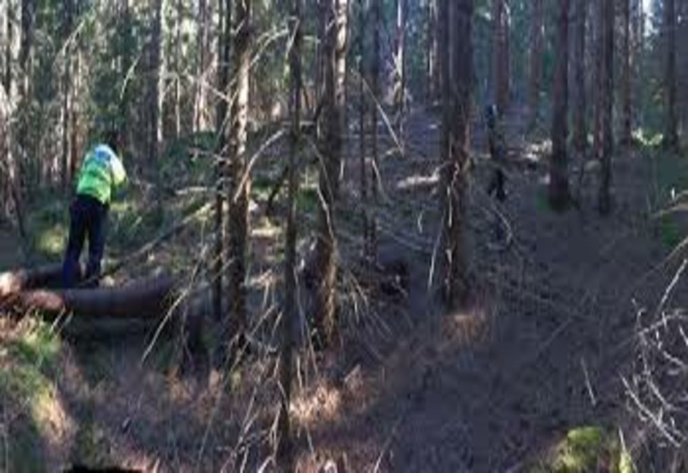 Patru tineri rătăciți în pădure, găsiți de polițiști