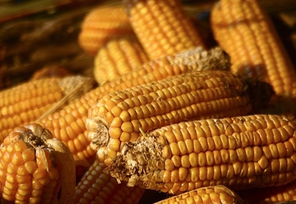 Prinși la furat porumb