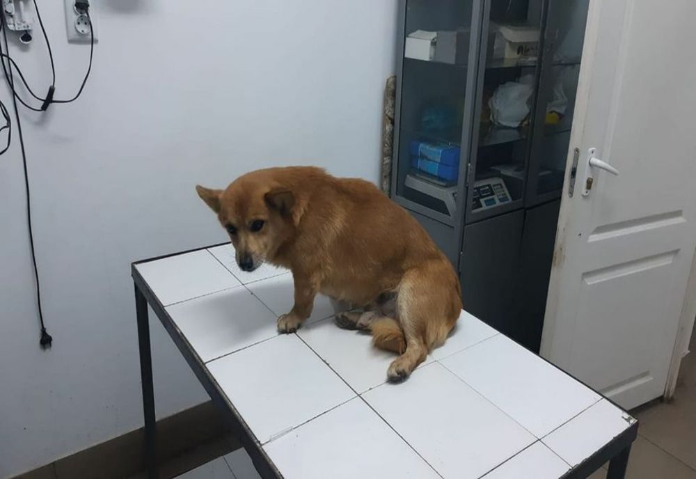 Un cățel rănit a căutat salvarea în curtea Poliției din Podul Iloaiei! Poveste cu final fericit