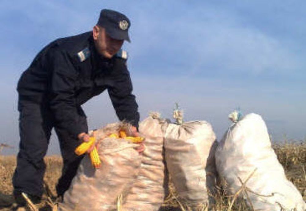 Trei hoți, prinși în flagrant la furat porumb