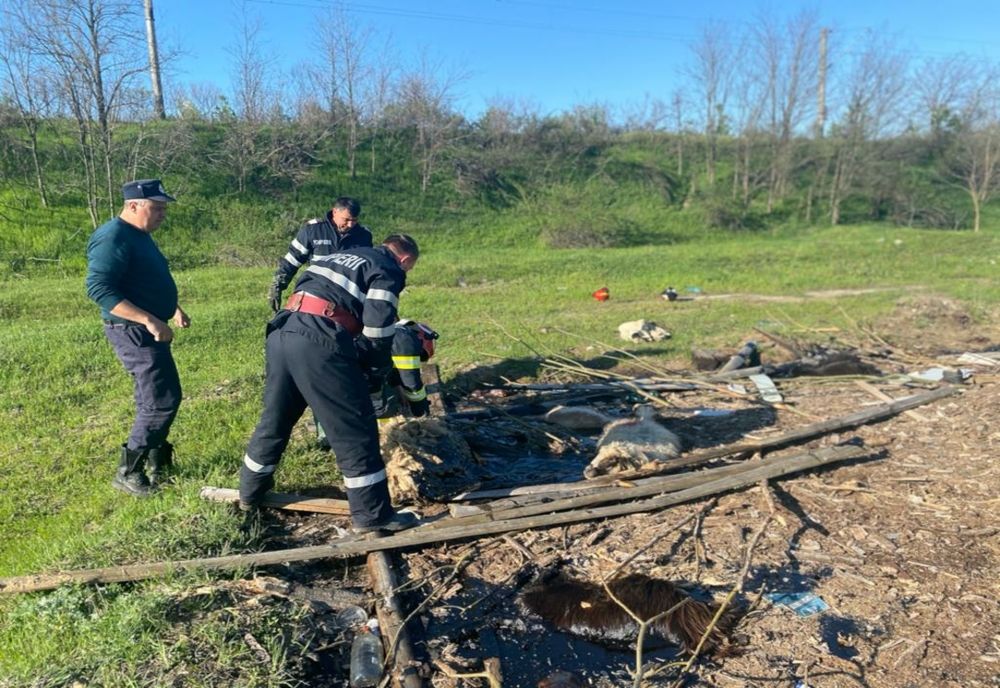 Oi căzute într-o groapă-capcană salvate de pompierii ieșeni