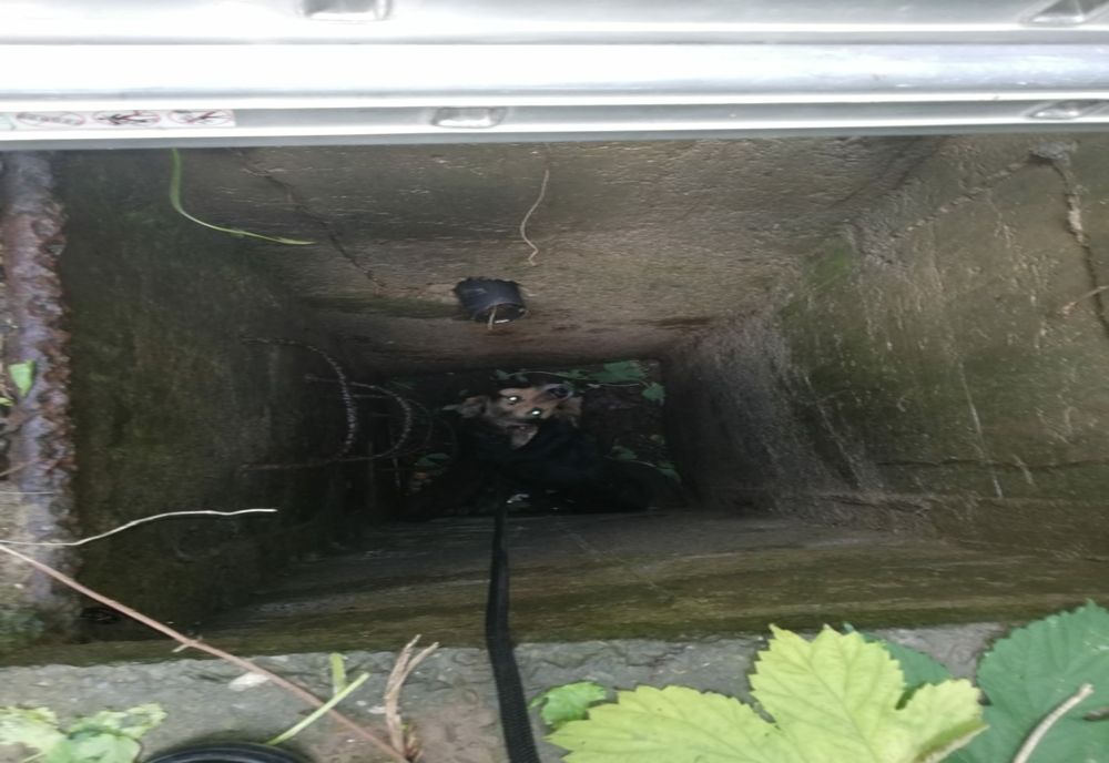 Cățel salvat de pompieri (FOTO/ VIDEO)