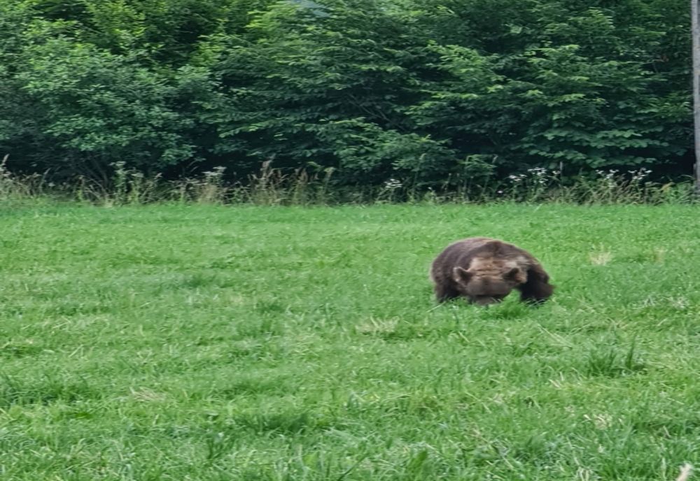 Ministrul Mediului, Tanczos Barna, s-a întâlnit cu ursul în drum spre Bucureşti