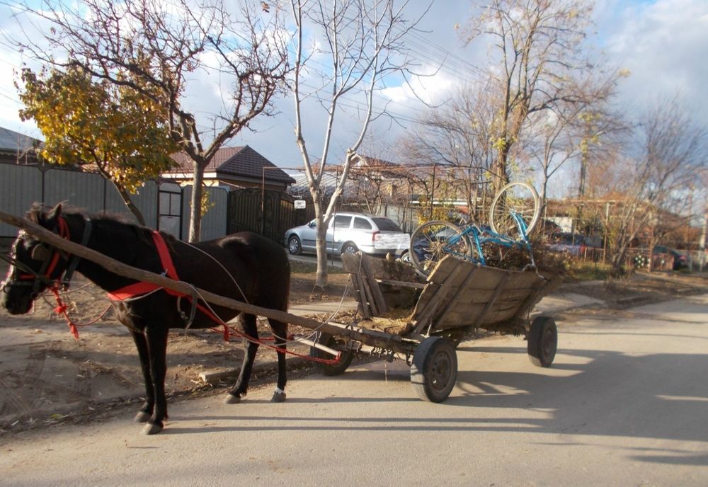 A furat un cal și o căruță! Acum își așteaptă sentința