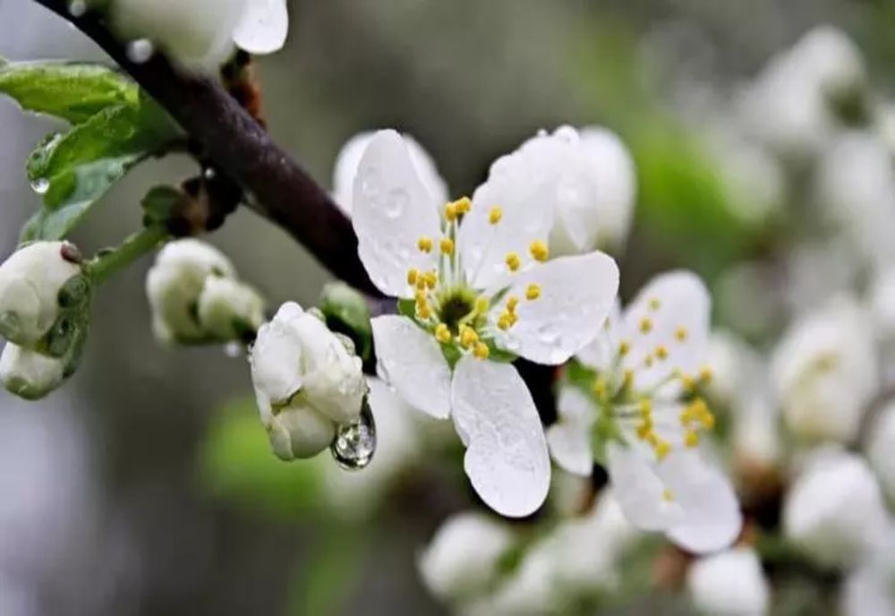 Prognoza meteo 11 aprilie: vreme deosebit de rece - ploi și vânt puternic