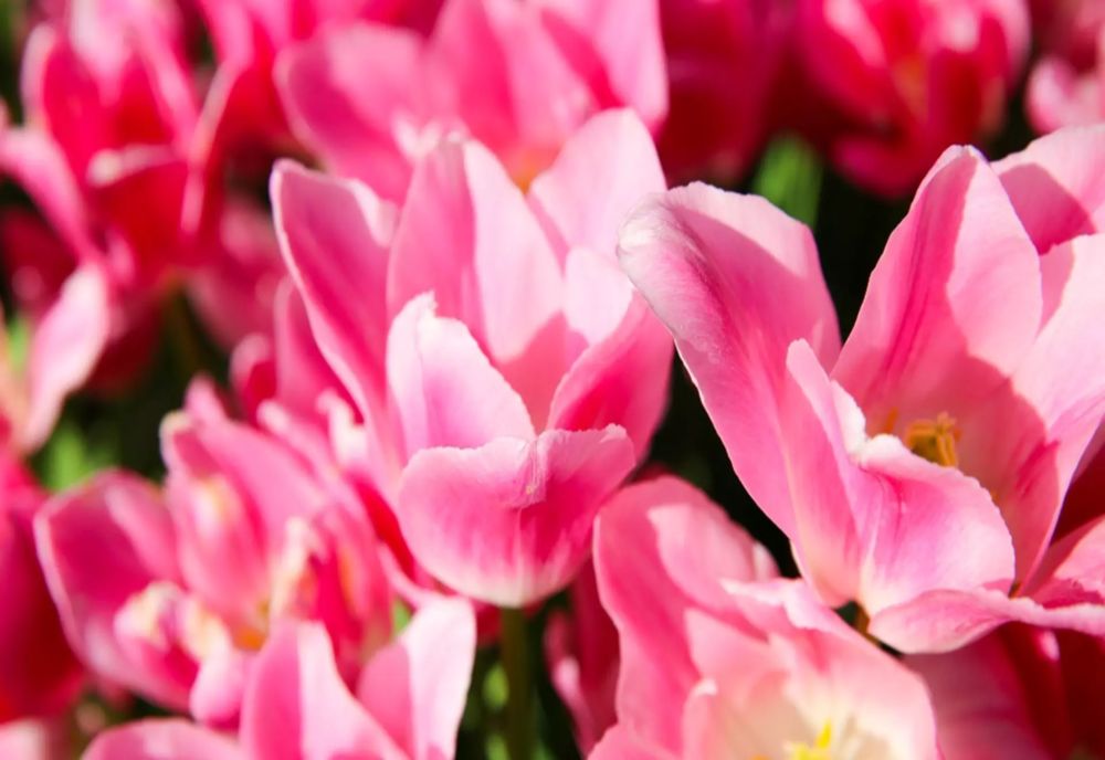 Producție record de flori la Iași. Numărul acestora ajunge la un milion pe an