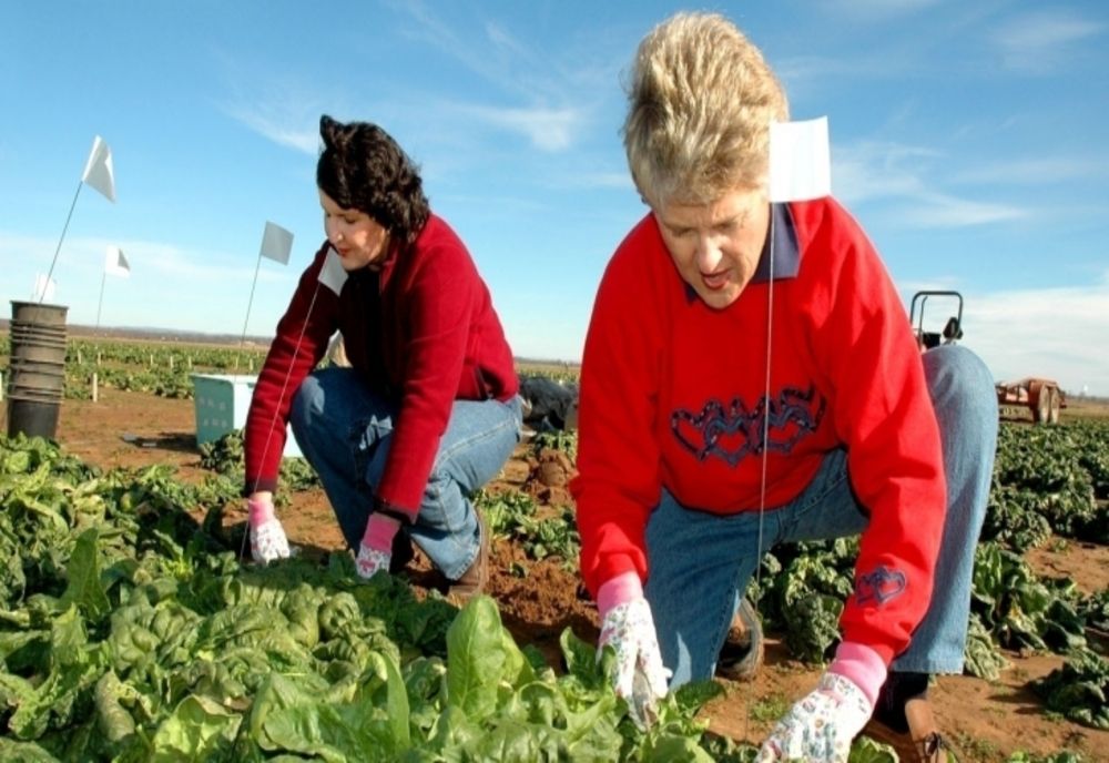 Noul Cod Fiscal | Anumite categorii de SEZONIERI rămân scutiți de impozit - PROIECT