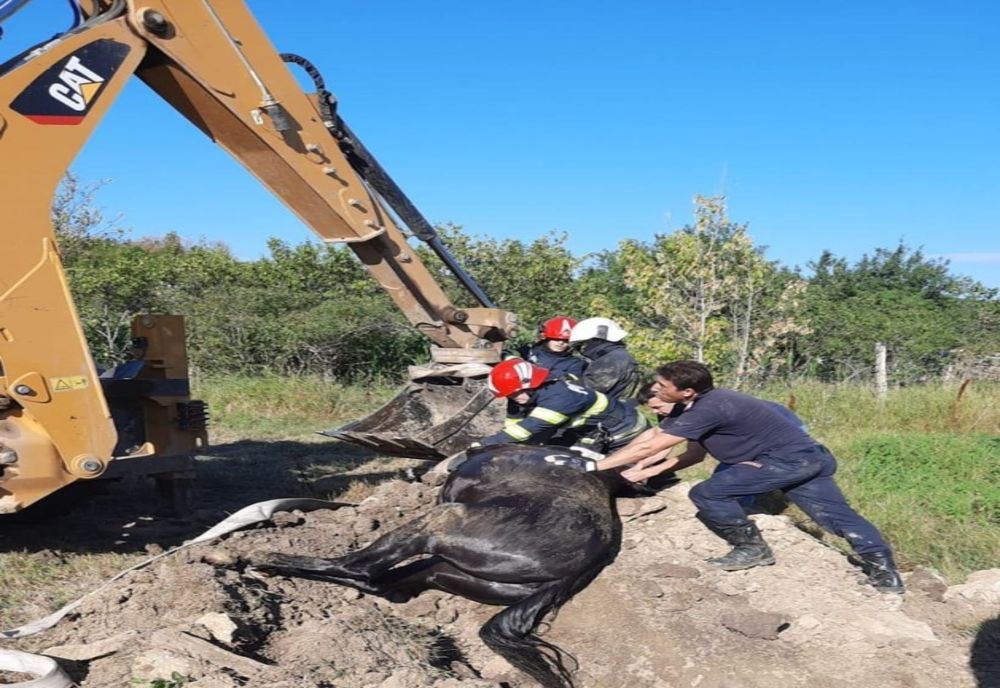 Un cal a fost salvat de pompieri după ce a căzut într-o fântână