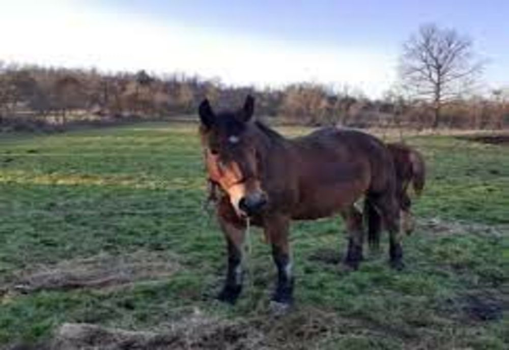 Un hoț de cai din Bârnova și-a petrecut noaptea în arest