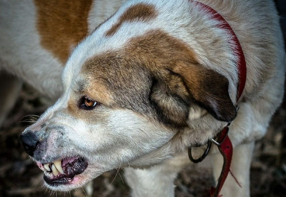 Bărbat atacat de o haită de 9 câini în județul Iași. „Dacă era un copil în locul meu, cred că era mort”.