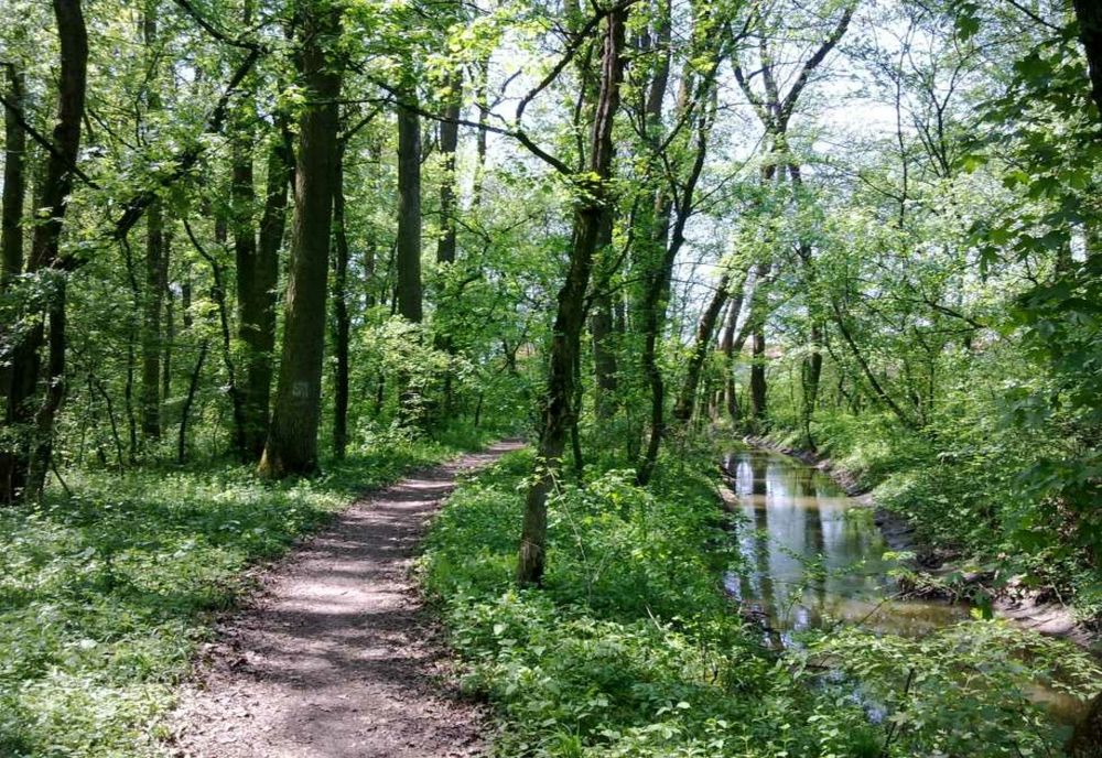 Un bărbat care a plecat de la o stână, s-a rătăcit în pădurea din Dumbrava. Cum l-au găsit jandarmii