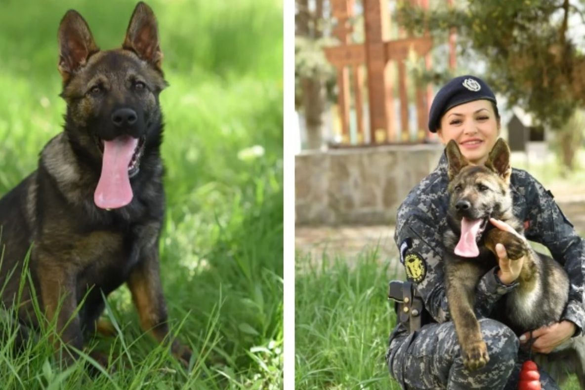 JANDARMERIA IAȘI ARE UN NOU MEMBRU: HUGO, UN CIOBĂNESC GERMAN